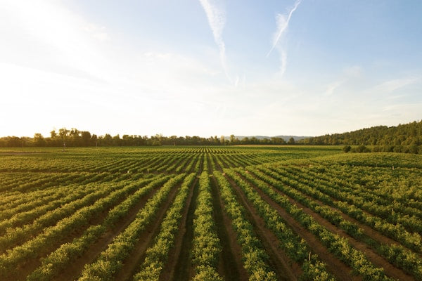 Sauternes Barsac Cadillac